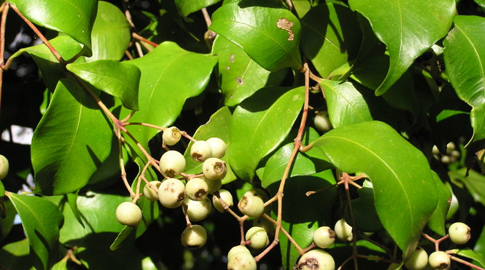 Monkey Apple leave and mature fruit.