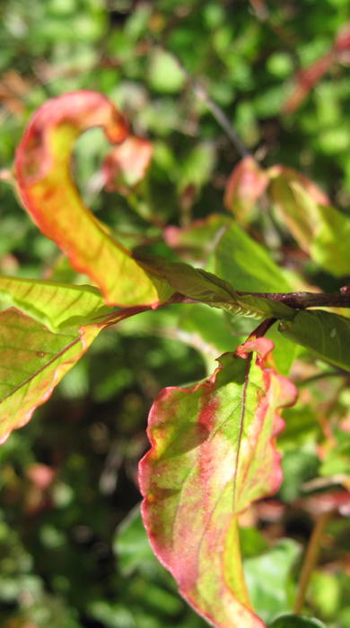 New shoot of Chinese knotweed branching off the vine.