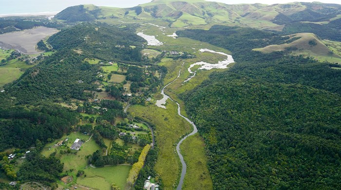 Sections of Te Henga Wetland.