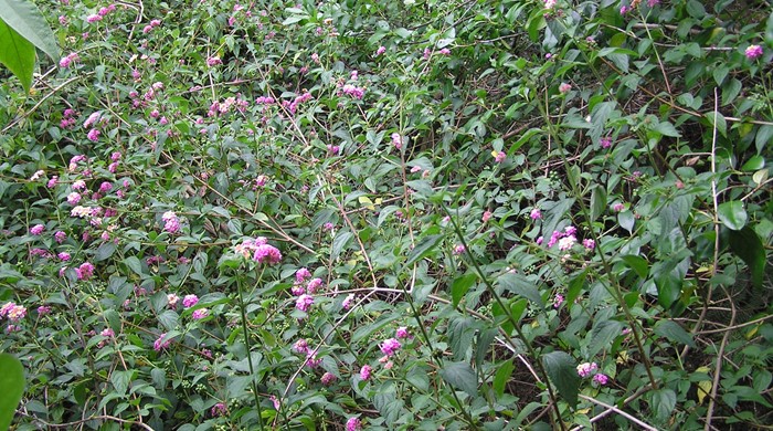 Large Lantana shrub in flower.