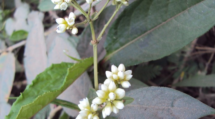 Photo showing Chinese knotweed in flower.