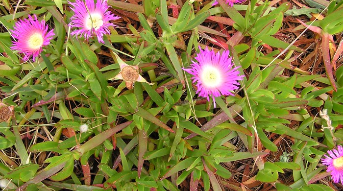Iceplant with pink flowers.