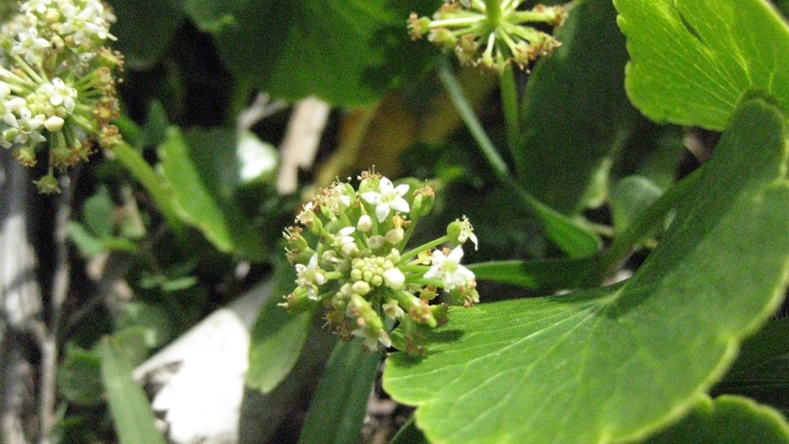 Hydrocotyle umbellata leaves and flowers.