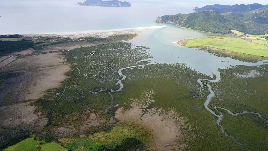 Whangapoua coastal wetland and dune.  