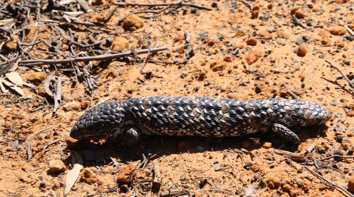A shingleback lizard with large brown and black scales crawling on the ground.