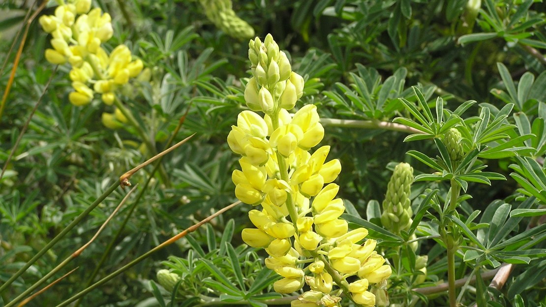 Close up of Tree Lupin flowers.