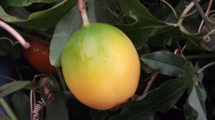 Close up of the green/yellow fruit of a Blue Passion Flower plant.