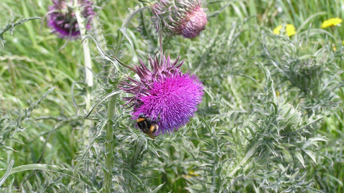 Nodding Thistle in flower with bumblebee.
