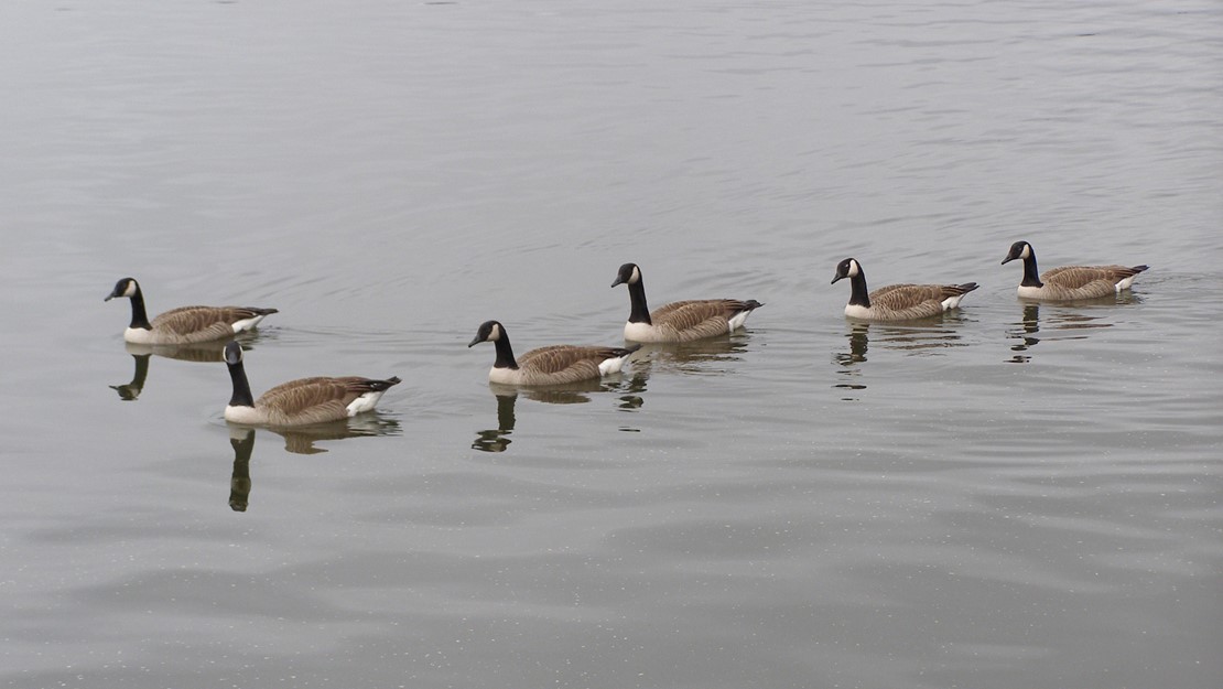 A line of Canada geese making their way across the lake.