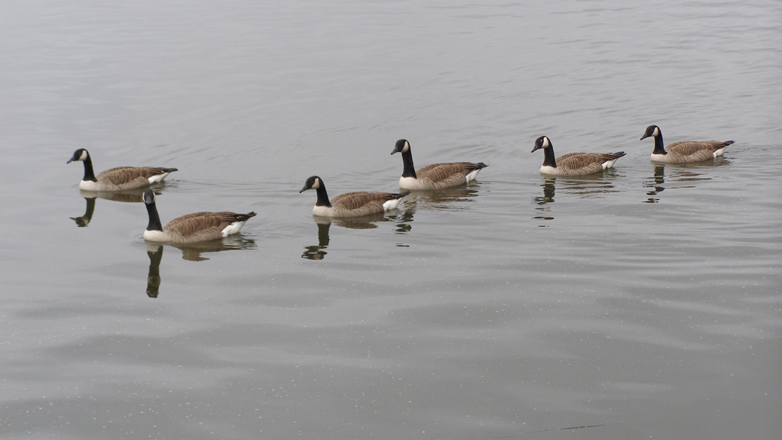 A line of Canada geese making their way across the lake.