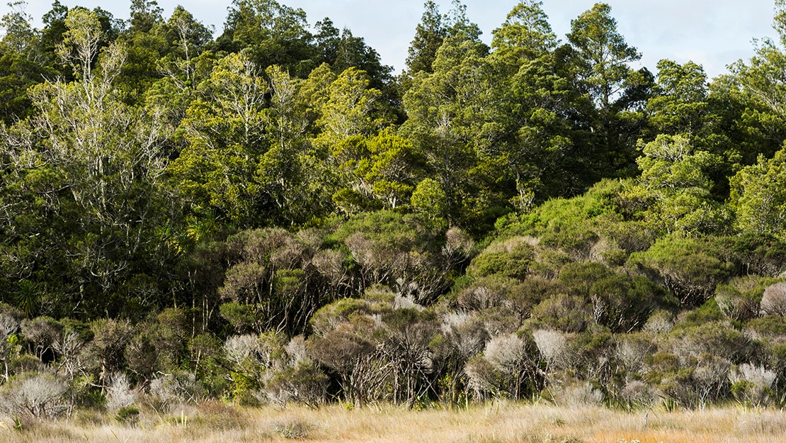 Kahikatea and pukatea forest with swamp in the foreground.