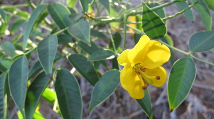 Close up of the buttercup bush flower and leaves.