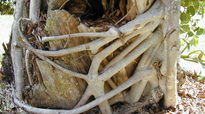 Strangling Fig roots growing around dead tree stump.