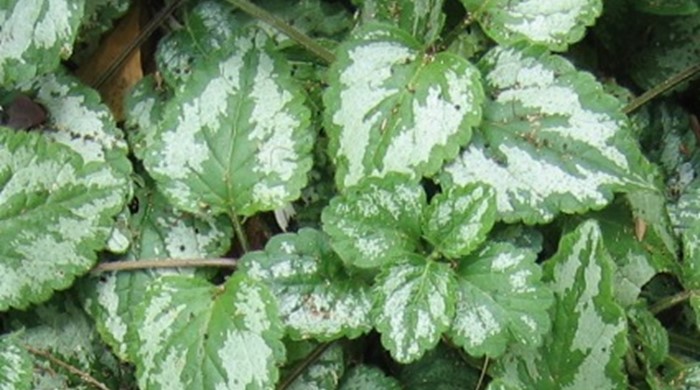 Close up of artillery plant with darker green framing the light green centre of the leaves.