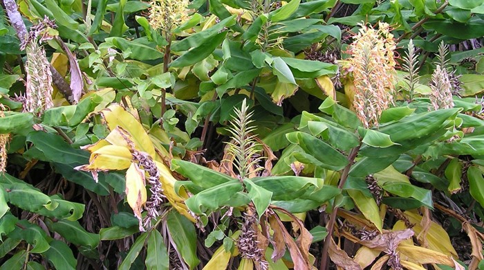 Large clump of Wild Ginger showing rhizomes.