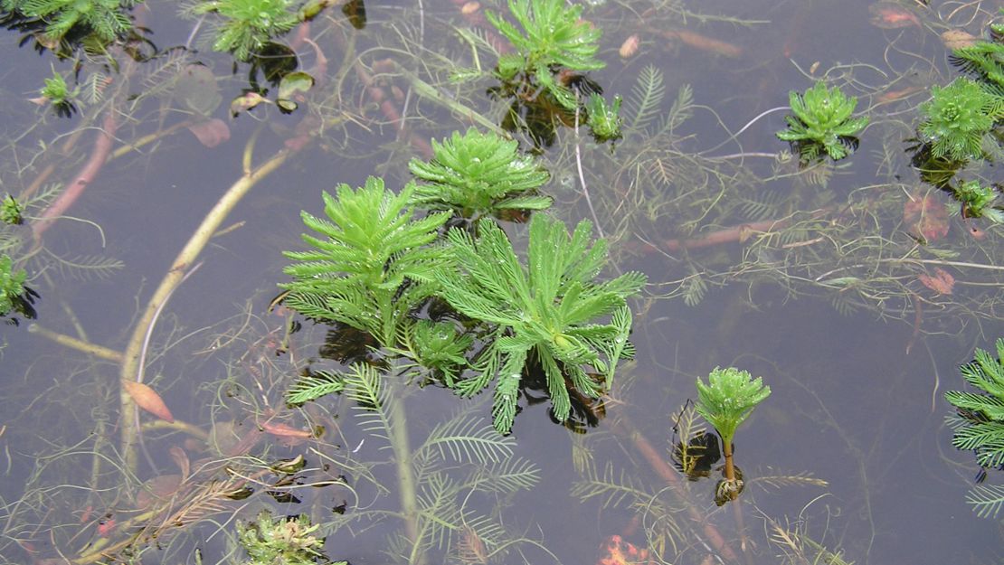 Close up of a cluster of parrot's feather in the water.