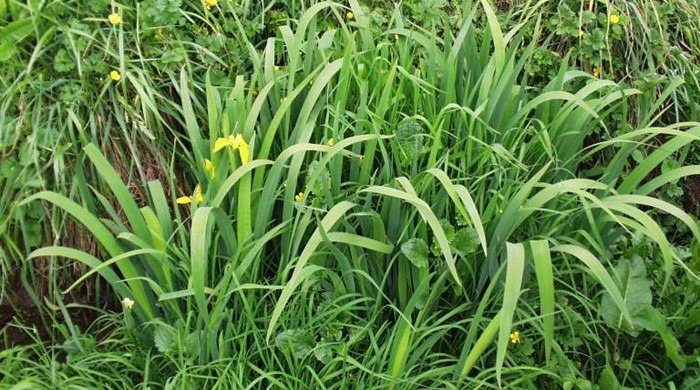 Single Yellow Flag Iris plant growingin grass.