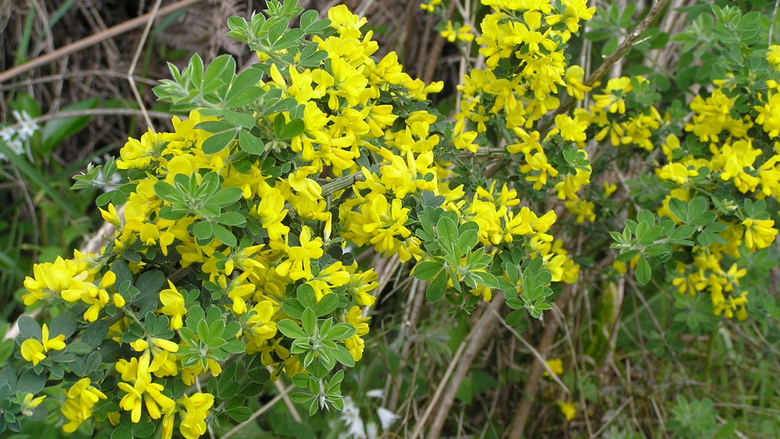 Montpellier Broom branches covered with flowers.