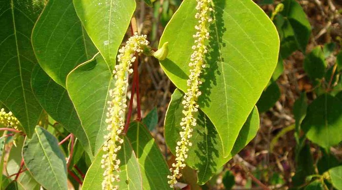 Queensland Poplar leaf tips with flowers.