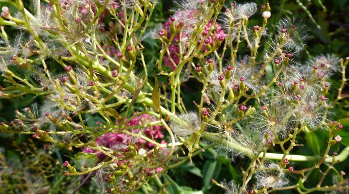 Red valerian seeds.