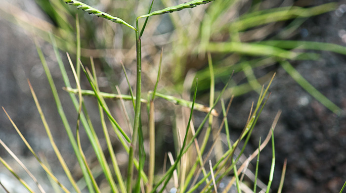 Close up on salt water paspalum seeds.