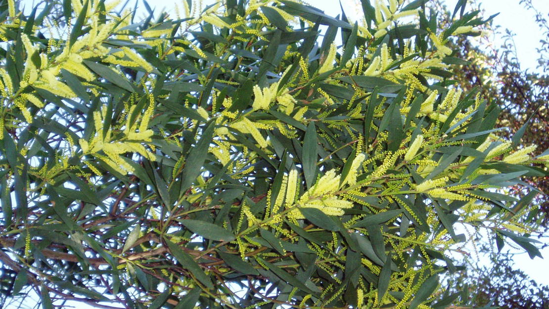 Sydney Golden Wattle canopy with flowers.