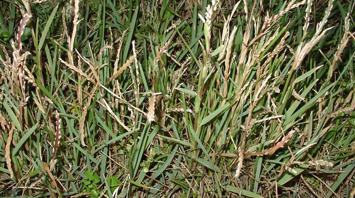 A scraggly cluster of buffalo grass.