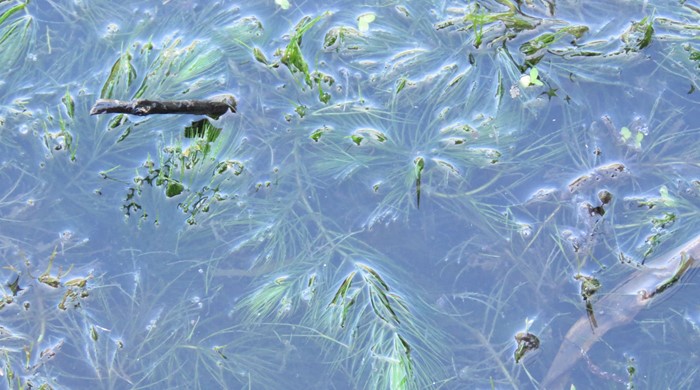 Hornwort under surface of pond.