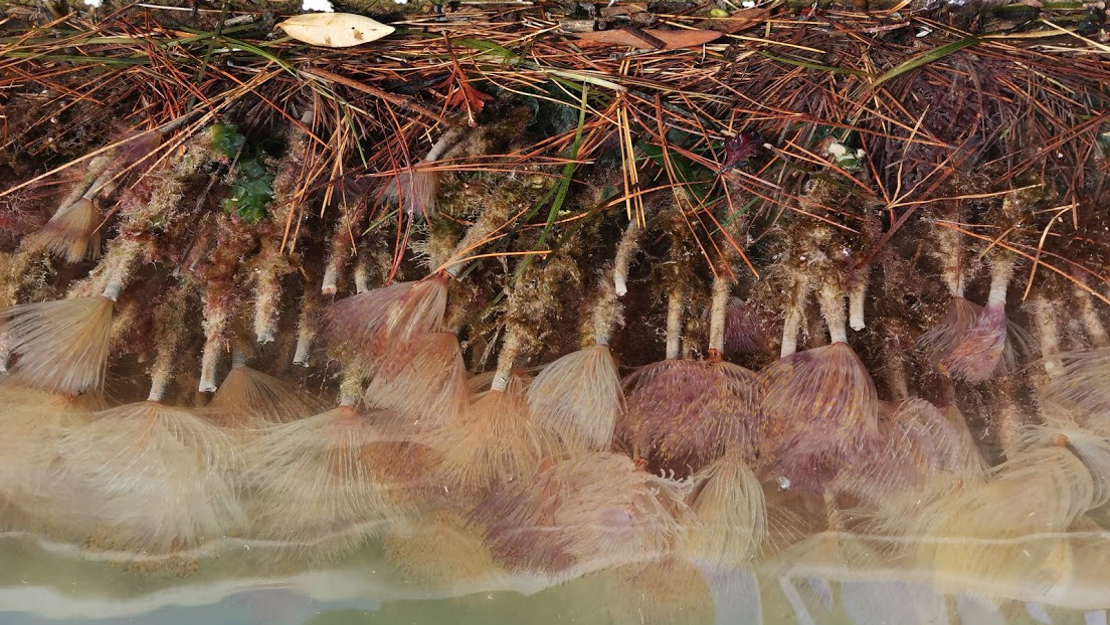 A line of Mediterranean fanworms attached to the bottom of a concrete tile touching the water.