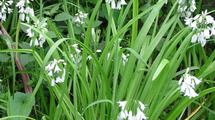 Onion weed in flower.