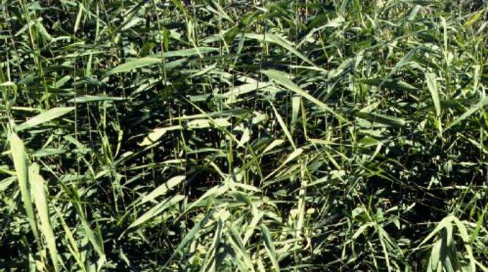 A field of towering phragmites.