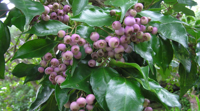 Close up of Monkey Apple fruit.