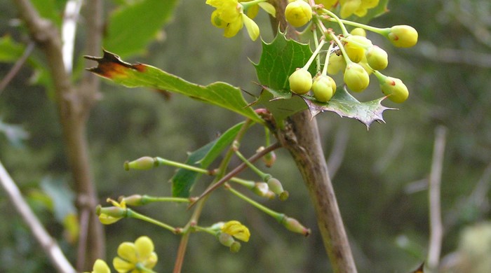 A thorny branch with leaves and bunches of barberry flowers.