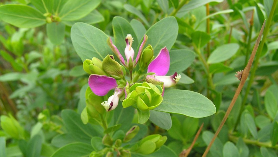 Sweet Pea shrub leaves and flower heads.