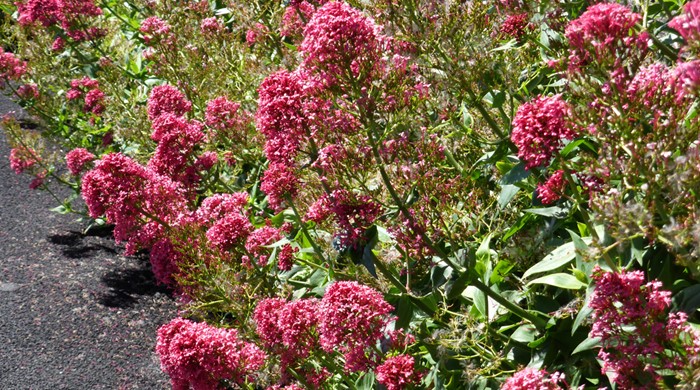 Red valerian growing by the footpath.