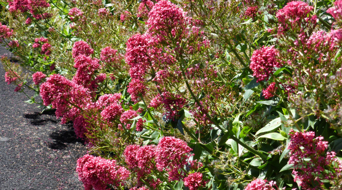 Red valerian growing by the footpath.