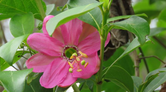 A close up shot of the banana passionfruit flower.