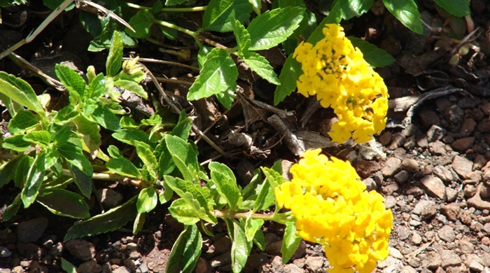 Close up of Trailing Lantana yellow flowers.