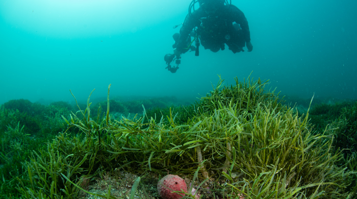 Diver underwater near exotic caulerpa seaweed.
