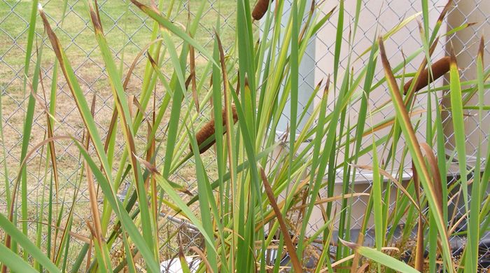 Great Reedmace in front of wire fence with buildings in background.