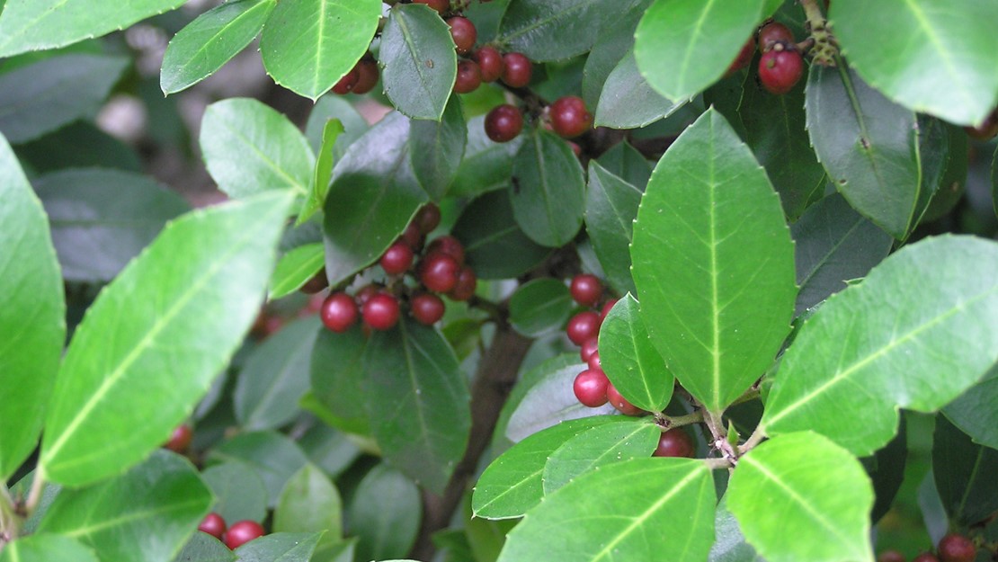 Close up of a rhamnus bush with berries.