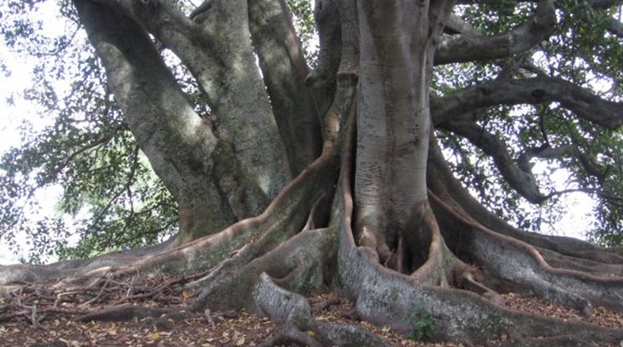 Photo showing buttressed roots.