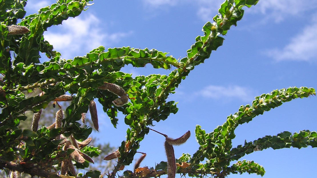 Kangaroo Acacia branches with seed pods.