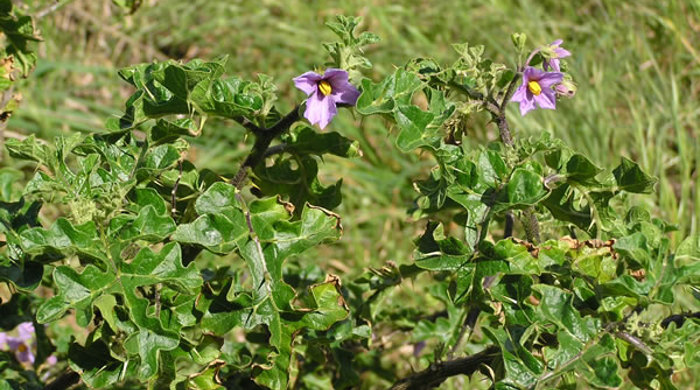 The apple of Sodom tree with purple flowers.