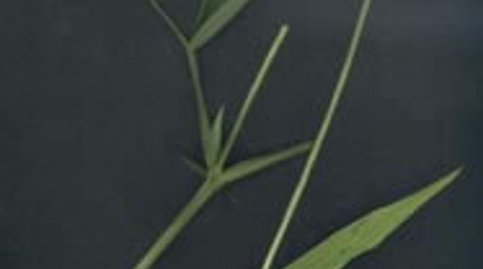 Everlasting pea on a black background with flowerhead.