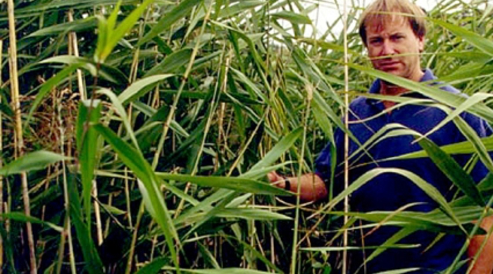 A man standing next to tall phragmites.