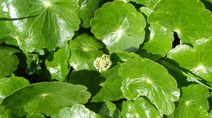 Glossy Hydrocotyle umbellata leaves with single inflorescence.