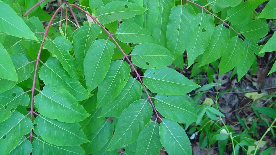 Tree of Heaven branch tip with leaves.