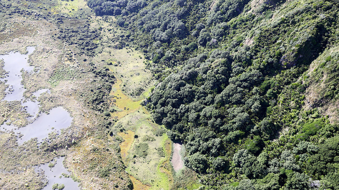 Pohutukawa forest and coastal cliffs near Whatipu.