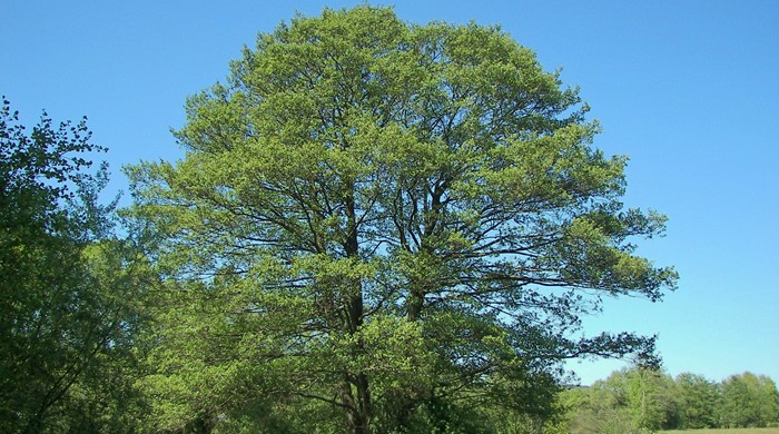 Photo showing an entire Alder tree.